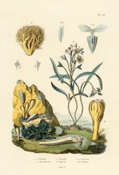 Türschnecke